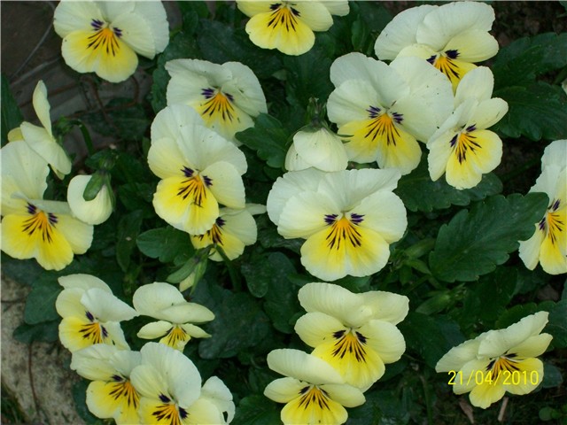 maćuhice - lat. Viola x wittrockiana (multiflora)